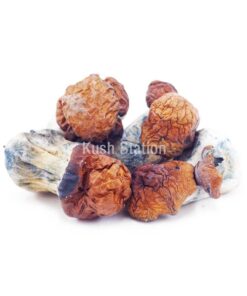 Buy Mushroom - Bluey Vuitton at Kush Station Online Shop