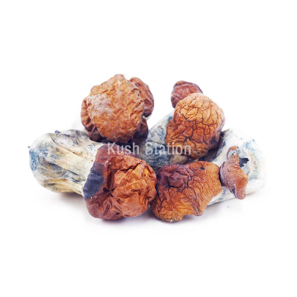 Buy Mushroom - Bluey Vuitton at Kush Station Online Shop