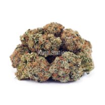 Buy Amnesia Haze AA at Kush Station Online Store