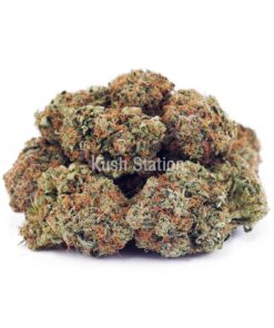 Buy Amnesia Haze AA at Kush Station Online Store