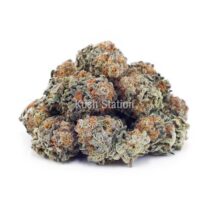 Buy Banana Mintz - High Grade Farms AA at Kush Station Online Store
