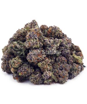 Buy Black Cherry Gelato AAAA - (Popcorn Buds) at Kush Station Online Store