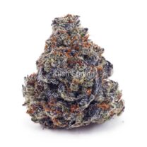 Buy Purple Crush AAA - Northwest Selects at Kush Station Online Store