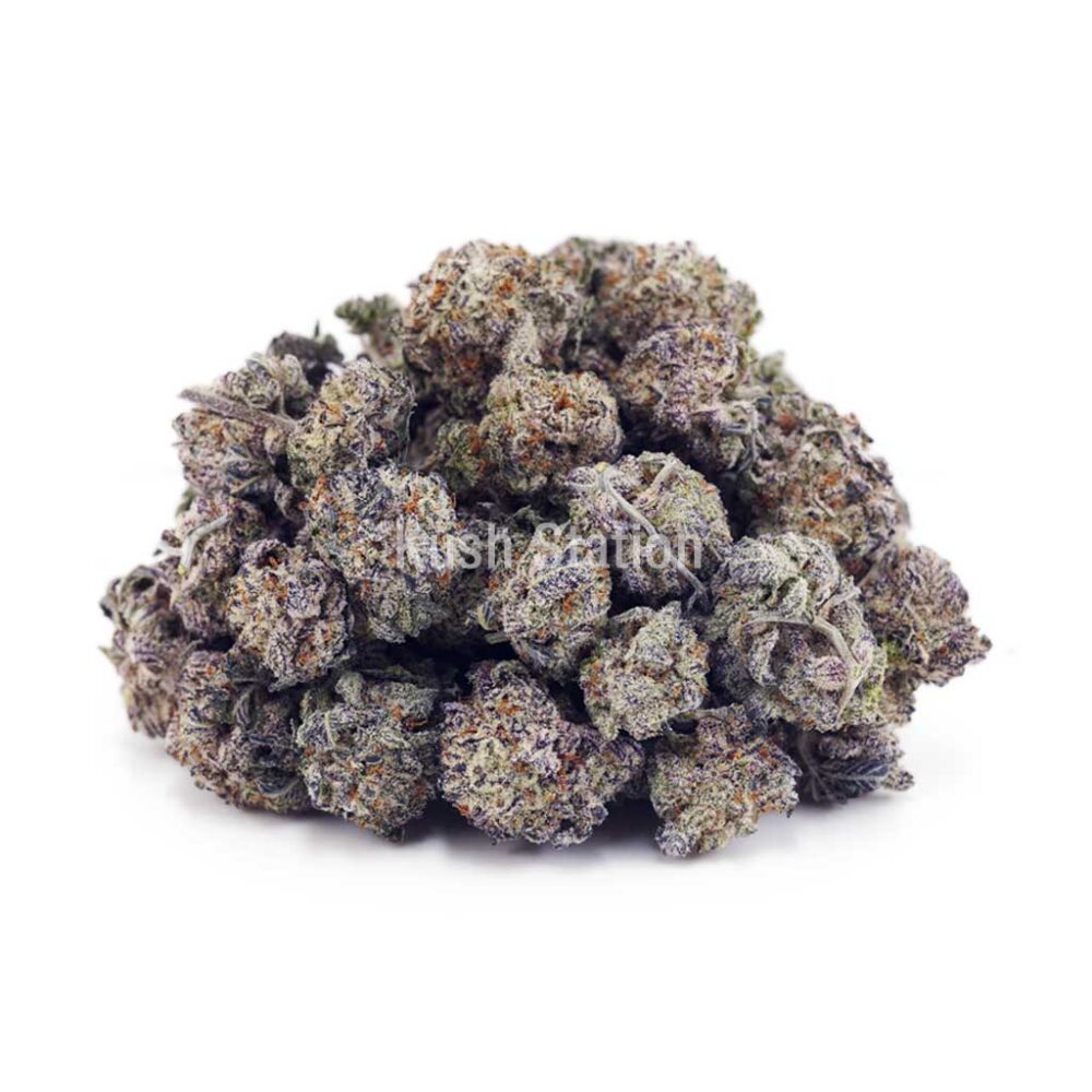 Buy Critical Purps AAAA - (Popcorn Buds) at Kush Station Online Store