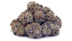 Purple Crush Strain Appearance and Bud Structure